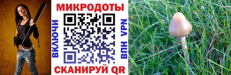 цена   Бежецк  Галлюциногенные грибы Psilocybine cubensis 